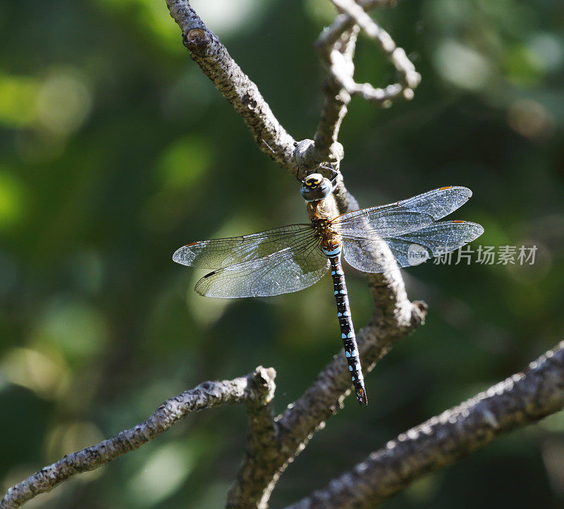 移徙小贩蜻蜓(Aeshna mixta)雄性